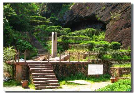 武夷岩茶大红袍肉桂 武夷山武夷岩茶大红袍的