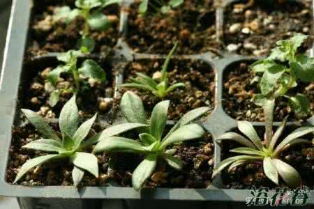 露薇花开花后怎么养 露薇花播种到开花全过程图解