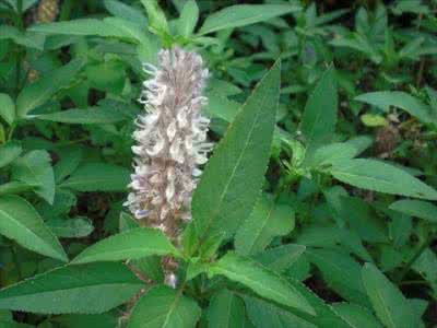 猫尾草之歌 猫尾草