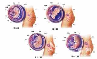 孕早期胎儿发育时间表 孕早期胎儿发育全过程