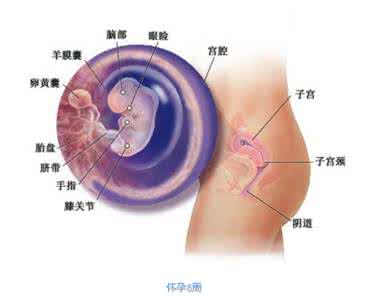 怀孕两个月胎儿有多大 怀孕两个月胎儿有多大 怀孕10周胎儿有多大有哪些变化