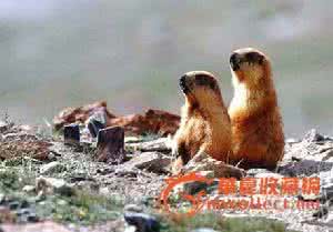 水獭皮 《獭皮》