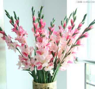 剑兰菜功效和营养 剑兰（唐菖蒲）药用功效及其作用