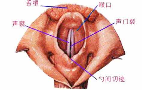 鼻炎咽喉炎 急慢性鼻炎咽炎喉炎秘方！大爱草提供