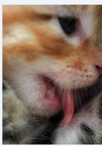 猫打干扰素 怀孕猫可以打干扰素吗？