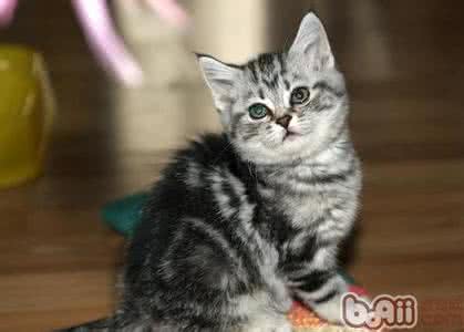 不能吃的十种垃圾食品 猫不能吃的7类食品