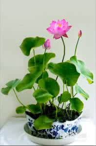 如何种植碗莲荷花 自己怎么种荷花碗莲