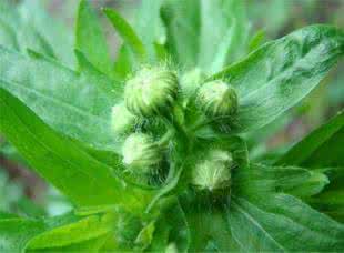 什么野菜能抗癌 十种野菜是癌的克星