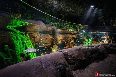 海洋馆拍摄技巧 【摄影心得】海洋馆拍摄技巧