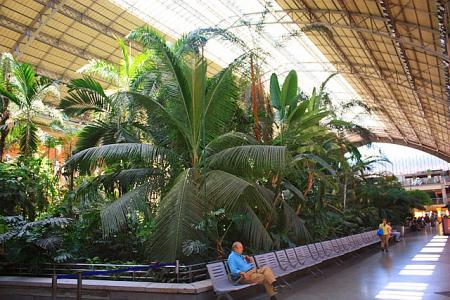 马德里皇家植物园 马德里火车站象植物园（组图）