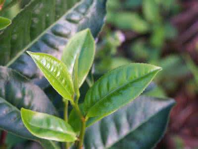 大叶种普洱茶 什么是大叶种普洱茶?