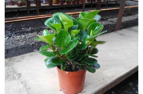 青叶碧玉可以水培吗 青叶碧玉的养殖方法