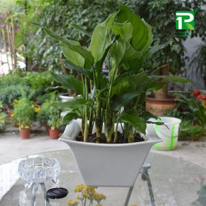 家居绿化植物 盘点16款家居办公绿化植物 去除甲醛好帮手(组图)