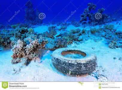 海洋中最多的生物是 海洋中最多的生物是 在各种海洋污染中,对海洋生物危害最大的是 A、石油污染物B、工业废水C、固体垃圾D、农药化肥