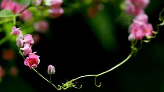 花的花语大全 花语大全：珊瑚藤的花语