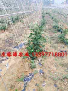 牛大力怎么泡酒才正确 牛大力怎么剪枝？