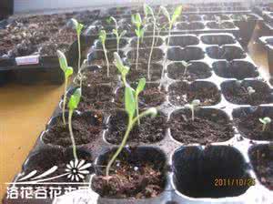 种子催芽方法五种方法 满天星播种催芽方法介绍