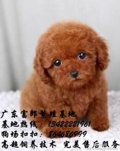 茶杯犬价格一览表图 茶杯泰迪犬价格 茶杯泰迪犬资料