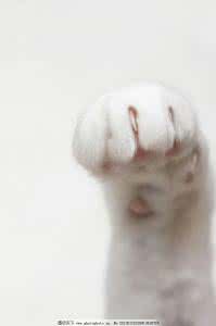 猫爪 心理医生 猫爪的轻触比心理医生更有效