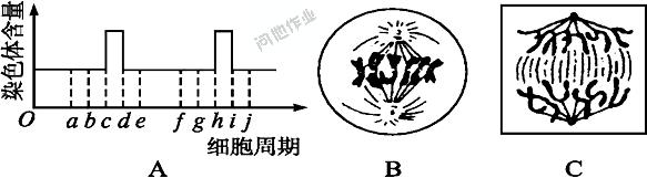 下列有关细胞周期 细胞周期 结合下图回答下列问题：(1)一个完整的细胞周期从_________开始到________结束。(2)