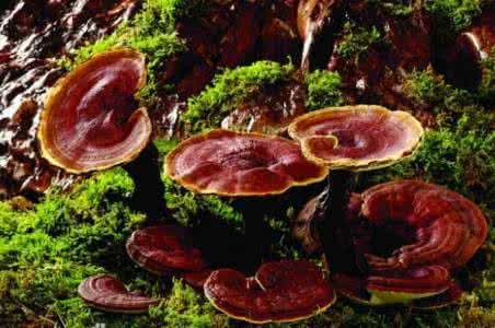 喝灵芝孢子粉的好处 灵芝 吃灵芝的好处
