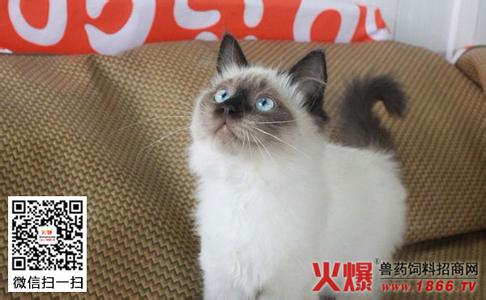 布偶猫可以长多大 布偶猫能长多大 布偶猫可以长多大