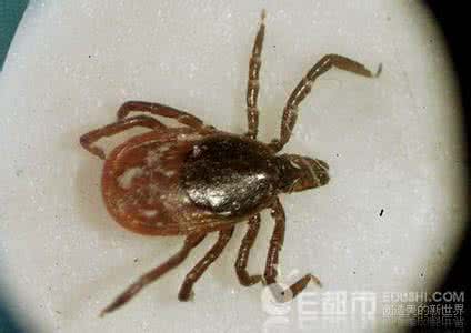 莱姆病患者 莱姆症是什么？莱姆病能治好吗？莱姆病怎么传播的？蜱虫传播！