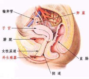 怎么保养阴部不变黑呢 阴部会变黑是因为性交太频繁吗