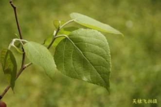 鏉冮檺涓嶅 响叶杨 鍝嶅彾鏉?鍝嶅彾鏉ㄧ殑鍔熸晥涓庝綔鐢╛涓嵂鍝嶅彾鏉╛鍝嶅彾