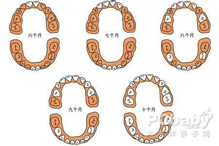 爱牙日种植牙活动 #爱牙日#9种天然食物能护牙