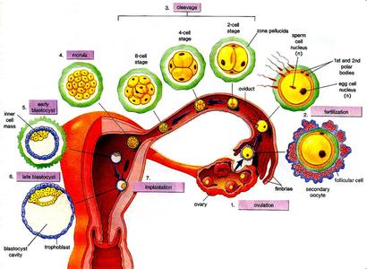 母乳阶段 图解:各阶段母乳特点