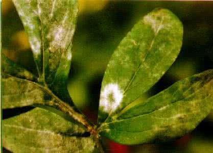 蔷薇白粉病 药用植物峨眉蔷薇白粉病
