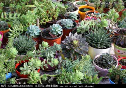 全国最大多肉植物园 关于国人对多肉植物种植的几大误区