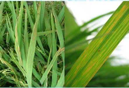 水稻细菌性条斑病图片 水稻细菌性条斑病