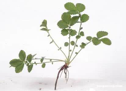 治疗糖尿病的中草药 盘点治疗糖尿病的中草药及用药方法