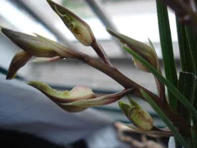 蝴蝶结花苞 花苞蝴蝶夹