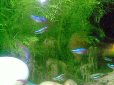 红绿灯鱼好养吗 怎样把红绿灯鱼养好?