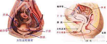 如何治疗慢性盆腔炎 慢性盆腔炎的治疗 如何彻底解决盆腔炎