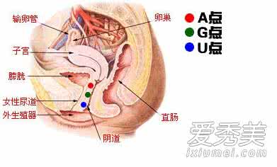 外柔内刚的女人的特点 女人G点外的A点和U点