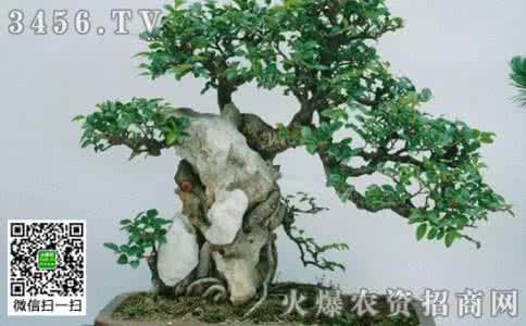 榆树盆景施肥 高温榆树盆景的施肥技巧