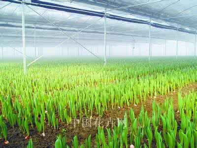 郁金香栽培技术 郁金香栽培技术 9℃郁金香种球的栽培技术