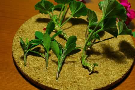 非洲茉莉泡水如何生根 非洲茉莉扦插