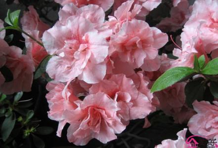 杜鹃花有毒吗 杜鹃花有毒吗 杜鹃花有毒吗,杜鹃花图片欣赏