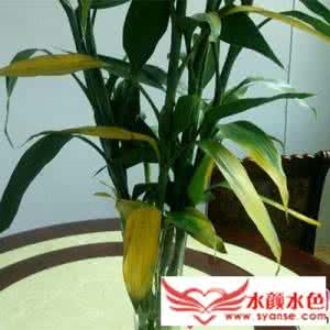 富贵竹怎么水养才旺盛 富贵竹发黄怎么办 富贵竹怎么养才能更旺盛