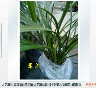 2017年兰花品种及价格 兰花 不同品种 合种 不同品种兰花价格是多少 兰花的花语是什么