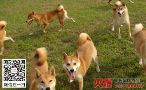 柴犬训练方法 柴犬训练方法 柴犬训练方法介绍