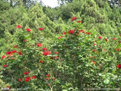 月季花的功效与作用 月季花的功效与作用 月季花的4种功效与作用