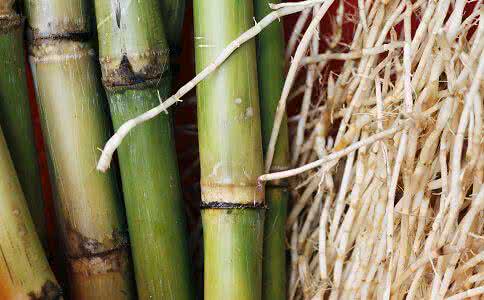 甘蔗糖是碱性还是酸性 甘蔗是酸性还是碱性