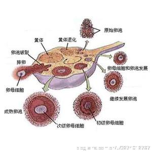 卵泡过大是什么原因 卵泡太扁什么原因?