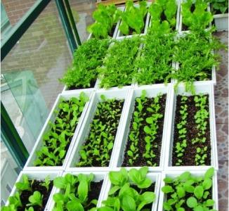 种菜需要什么工具 新手种菜需要准备哪些工具？